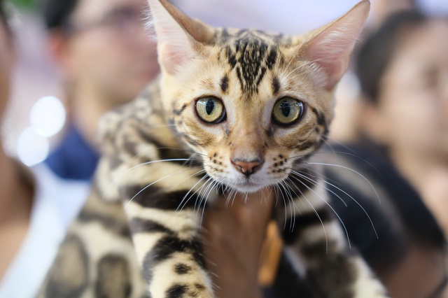 Seekor kucing bernilai ratusan juta VND bertanding dalam pertandingan 'Miss Cat 2026' - Foto 3. Mèo trăm triệu thi 'Hoa hậu mèo 2026'- Ảnh 3.