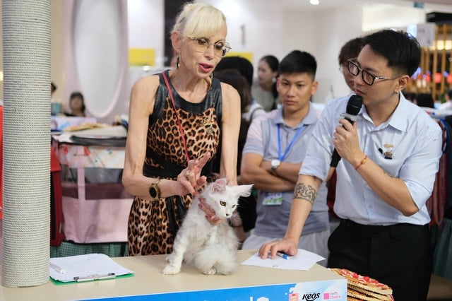 Seekor kucing bernilai ratusan juta VND bertanding dalam pertandingan 'Miss Cat 2026' - Foto 5. Mèo trăm triệu thi 'Hoa hậu mèo 2026'- Ảnh 5.
