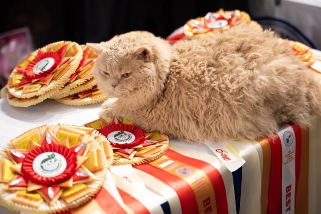 Seekor kucing bernilai ratusan juta VND bertanding dalam pertandingan 'Miss Cat 2026' - Foto 6. Mèo trăm triệu thi 'Hoa hậu mèo 2026'- Ảnh 6.