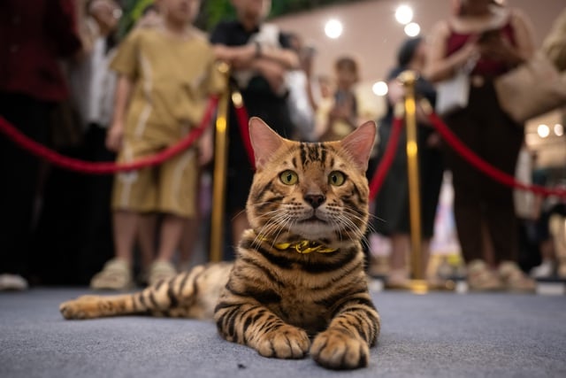 Seekor kucing bernilai ratusan juta VND akan bertanding dalam pertandingan 'Miss Cat 2026' - Foto 7. Mèo trăm triệu thi 'Hoa hậu mèo 2026'- Ảnh 7.