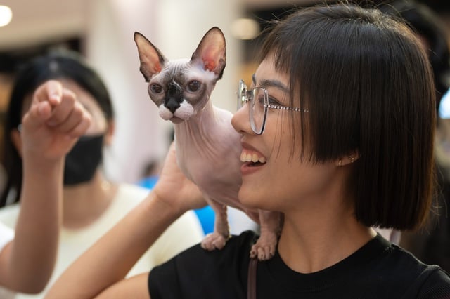 Seekor kucing bernilai ratusan juta VND akan bertanding dalam pertandingan 'Miss Cat 2026' - Foto 8. Mèo trăm triệu thi 'Hoa hậu mèo 2026'- Ảnh 8.