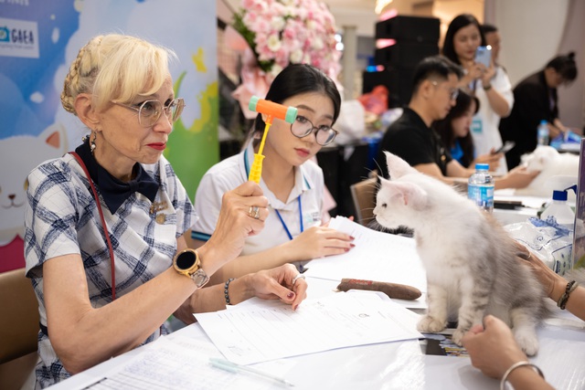 Seekor kucing bernilai ratusan juta VND bertanding dalam pertandingan 'Miss Cat 2026' - Foto 9. Mèo trăm triệu thi 'Hoa hậu mèo 2026'- Ảnh 9.