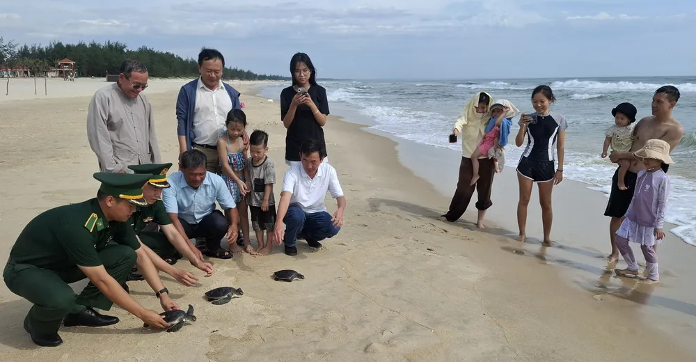 Três tartarugas marinhas foram devolvidas ao mar.