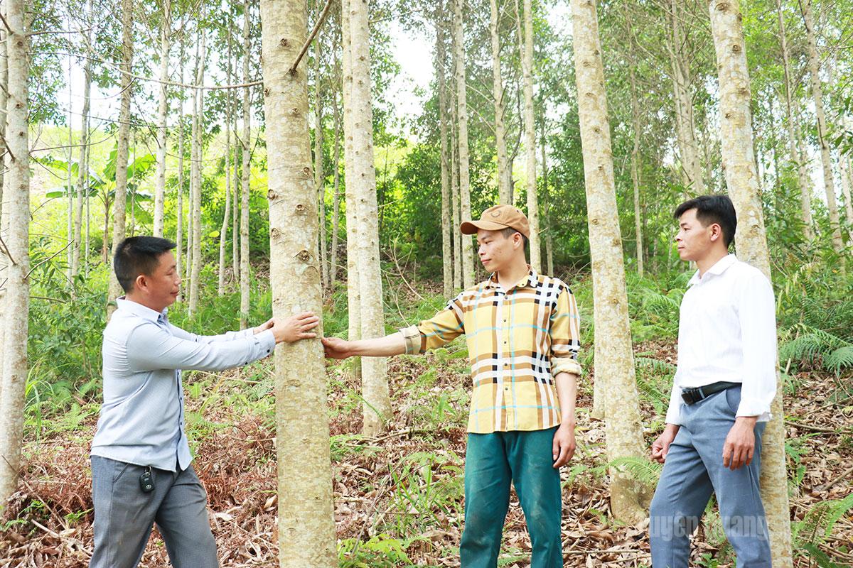 Đồi cây mỡ của đảng viên Lý Sào Sơn (trái), thôn Lùng Thiền, xã Minh Tân phát triển tốt, mang lại hiệu quả kinh tế cao.