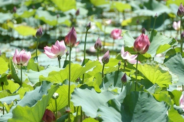 เดือนพฤษภาคมนำมาซึ่งเทศกาลหมู่บ้านเซนในบ้านเกิดของลุงโฮ - ภาพที่ 3
