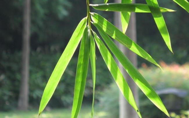 Tác dụng chữa bệnh của lá tre