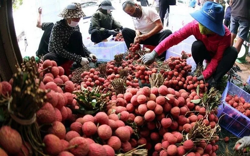 فروش لیچی از طریق پلتفرمهای دیجیتال. Bán vải thiều qua nền tảng số