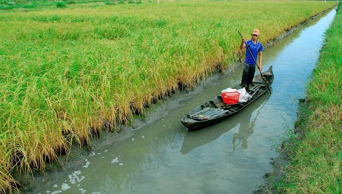 Foto 2: Het rijst-garnalenkweekmodel is zeer effectief in de gemeente Phuoc Long. Ảnh 2: Mô hình lúa - tôm rất hiệu quả tại xã Phước Long.