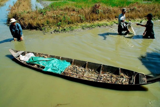 Foto 3: Het oogsten van reuzengarnalen in de gemeente Phuoc Long. Ảnh 3: Thu hoạch tôm càng xanh tại xã Phước Long.