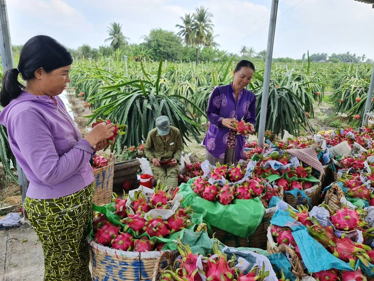 Thanh long rớt giá, nhà vườn miền Tây thua lỗ - Ảnh 1.