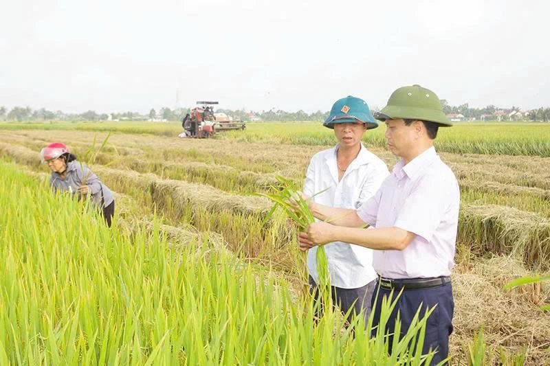 Siết chặt quản lý dịch vụ máy gặt khi vào vụ thu hoạch
