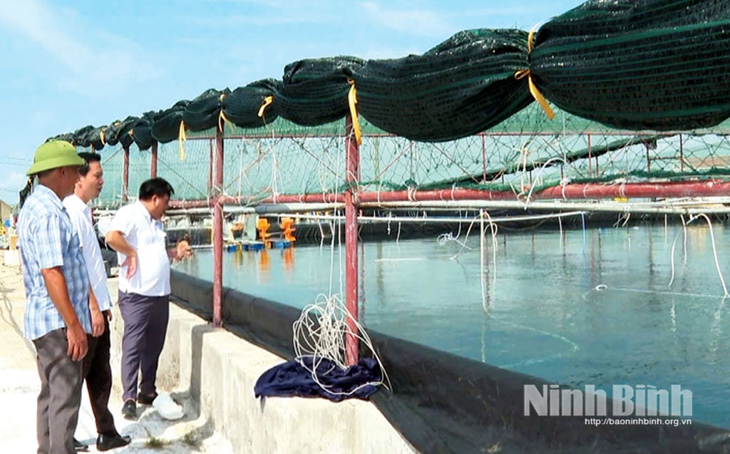 โมเดลการเลี้ยงกุ้งขาวของนาย Cao Van Ba ในตำบล Giao Ninh ได้ผลลัพธ์ที่มีประสิทธิภาพทางเศรษฐกิจสูง