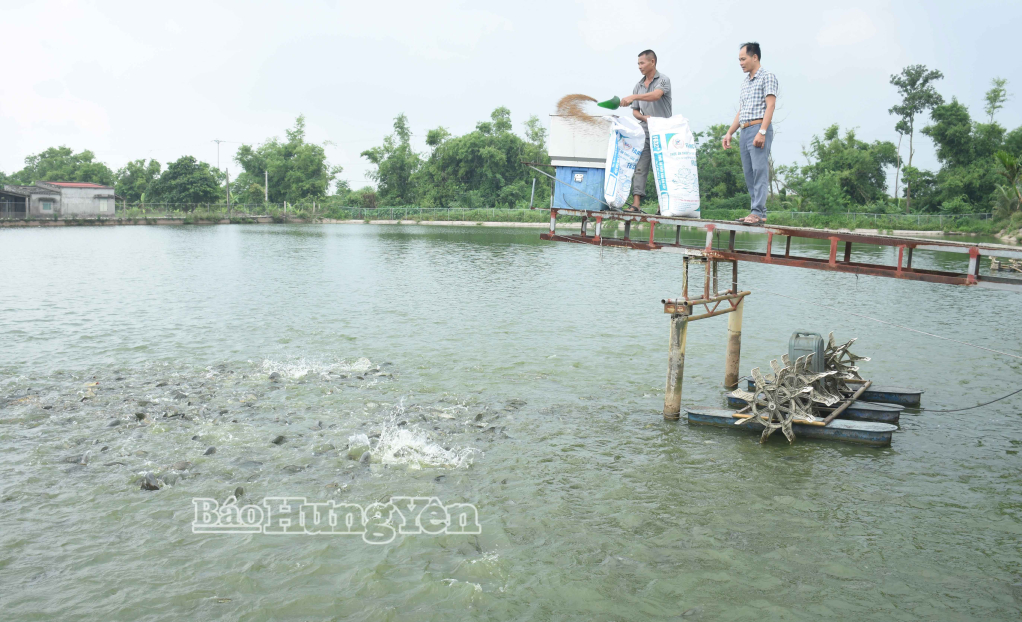 Ao nuôi cá rô phi đơn tính của anh Nguyễn Văn Sơ (người bên trái), thôn Lương Cả,xã Phụ Dực.