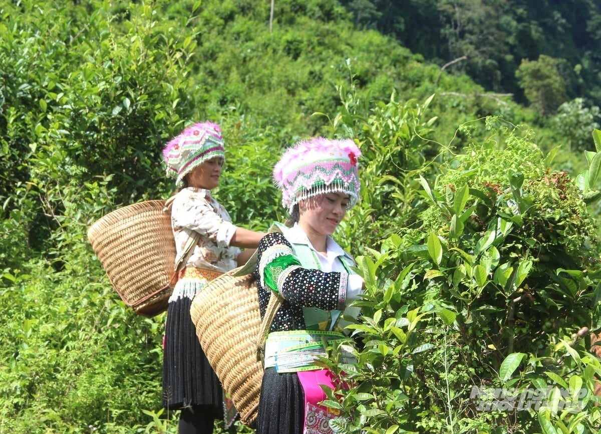 Zone de culture du thé Shan Tuyet, spécialité de la commune de Hong Thai, province de Tuyen Quang. Photo : Dao Thanh. Vùng chè Shan tuyết đặc sản của xã Hồng Thái, tỉnh Tuyên Quang. Ảnh: Đào Thanh.