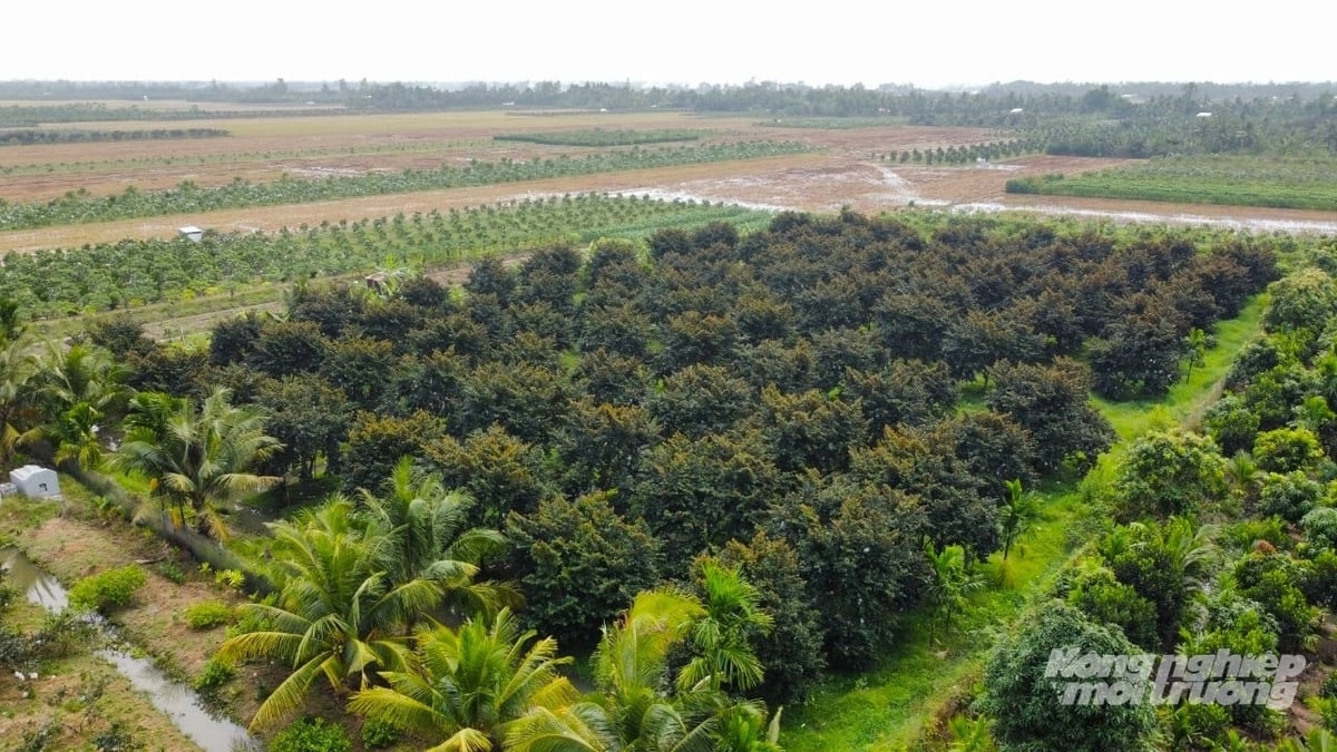 مناطق محلی در منطقه دلتای مکونگ نیاز به تبدیل نزدیک به ۴۰،۰۰۰ هکتار از زمینهای برنج کممحصول دارند و این تعداد ممکن است همچنان در حال افزایش باشد. عکس: کیم آن. Các địa phương vùng ĐBSCL đang có nhu cầu chuyển đổi đất lúa kém hiệu quả gần 40.000ha và còn có thể tiếp tục tăng. Ảnh: Kim Anh.