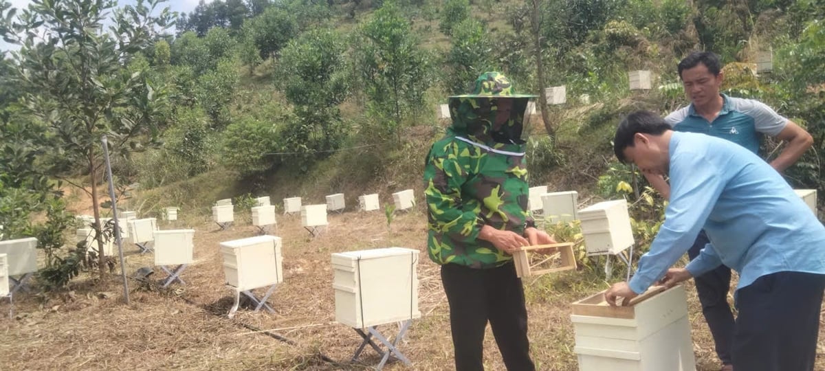 Trung tâm Khuyến nông và Quản lý Bảo vệ, phát triển rừng Quảng Ninh giao 100 đàn ong giống cho 5 hộ dân xã Lương Minh. Ảnh: Nguyễn Thành.