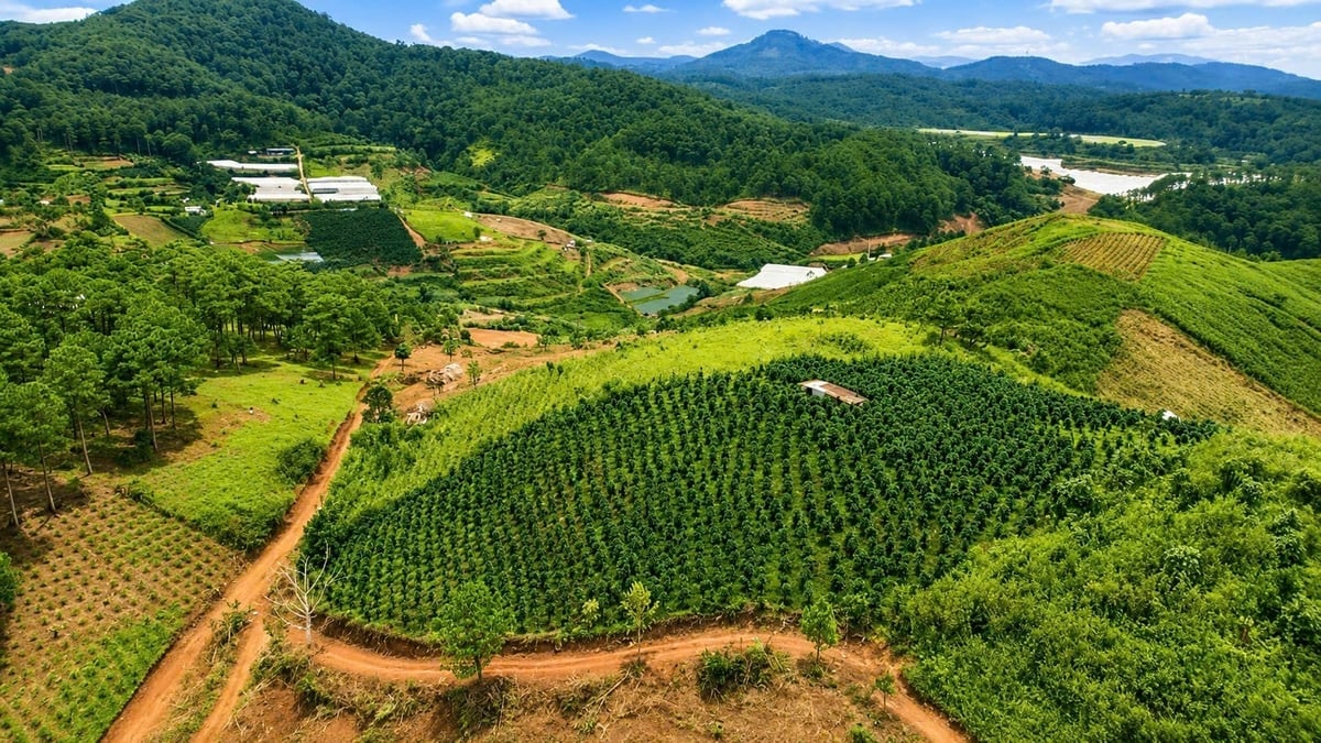 Nhiều diện tích đất lâm nghiệp tại Lâm Đồng đang được rà soát để xây dựng phương án triển khai trồng rừng và các biện pháp lâm sinh phù hợp. Ảnh: N.T.