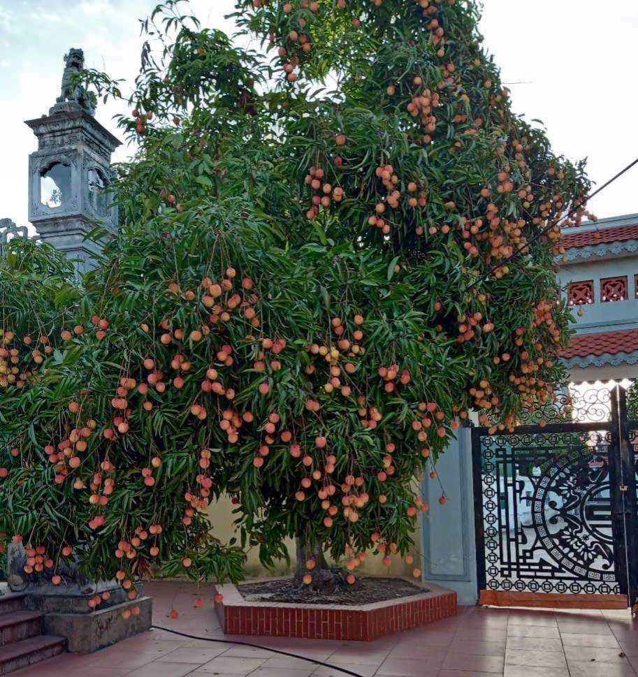 লিচু ফল দিয়ে তৈরি সুস্বাদু খাবারের ৪টি সহজ রেসিপি - ছবি ১। 4 công thức đơn giản để làm món ngon từ quả vải- Ảnh 1.