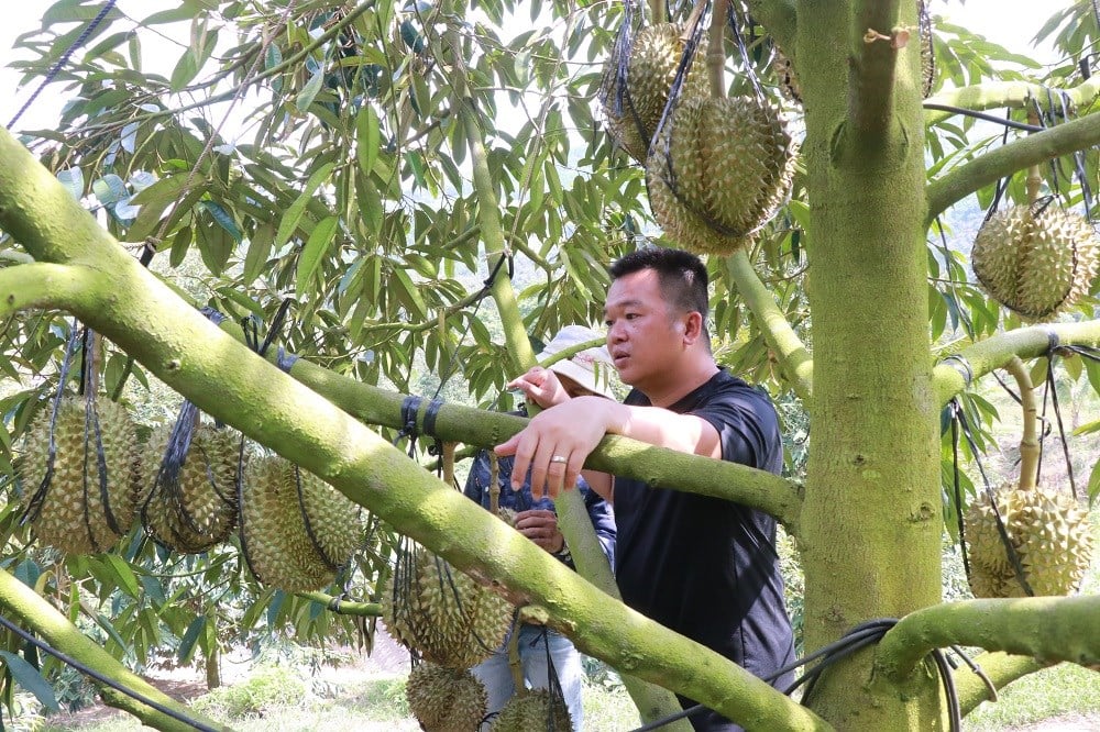 La storia di come gli abitanti degli altipiani di Khanh Son sono sfuggiti alla povertà - foto 3