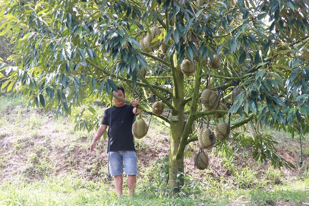 La storia di come gli abitanti degli altipiani di Khanh Son sono sfuggiti alla povertà - foto 4