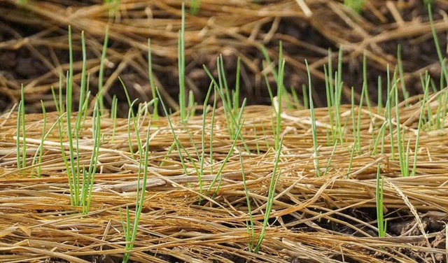 Životy farmářů se proměnily díky pěstování ředkviček a červené cibule na písčité půdě - Foto 3. Nông dân đổi đời nhờ trồng củ cải và hành tím trên đất giồng cát- Ảnh 3.