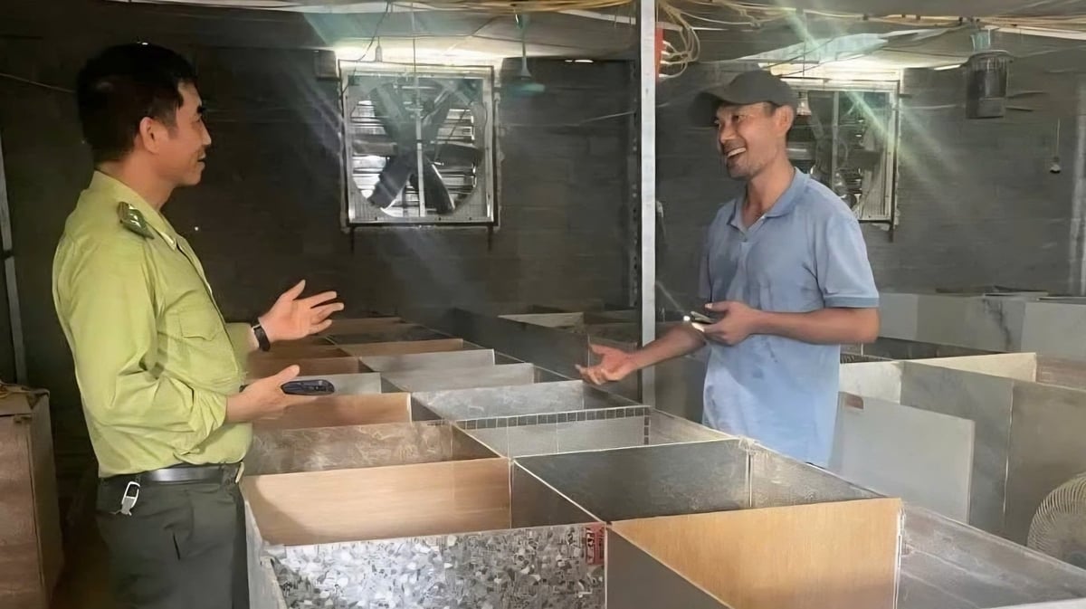 Orman Müdürlüğü 3. Bölge Müdürlüğü, vahşi hayvanların yetiştirilmesi ve beslenmesiyle ilgili düzenlemelerin uygulanması konusunda insanlara rehberlik ediyor. Fotoğraf: Nguyen Thanh. Hạt Kiểm lâm Khu vực 3 hướng dẫn người dân thực hiện các quy định liên quan đến gây nuôi động vật hoang dã. Ảnh: Nguyễn Thành.