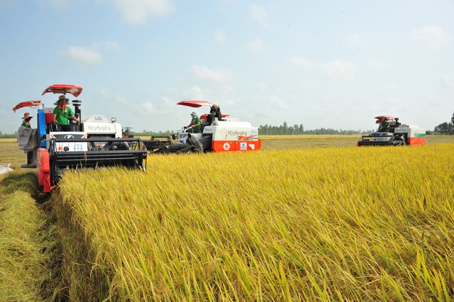 Beras Vietnam: daripada yang paling sedap hingga yang 'paling hijau' di dunia - Foto 2. Gạo Việt từ ngon nhất đến 'xanh' nhất thế giới- Ảnh 2.