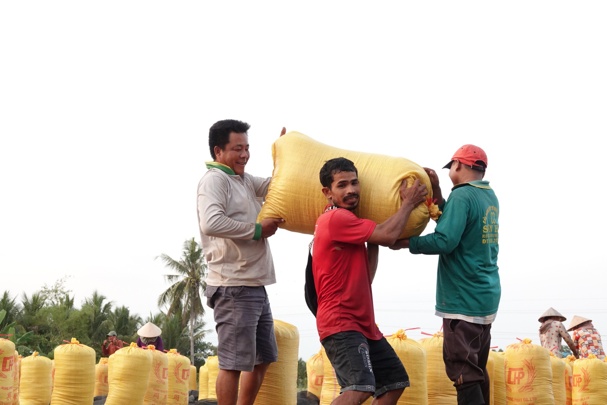 'Cởi trói' xuất khẩu gạo cần lộ trình?- Ảnh 1.