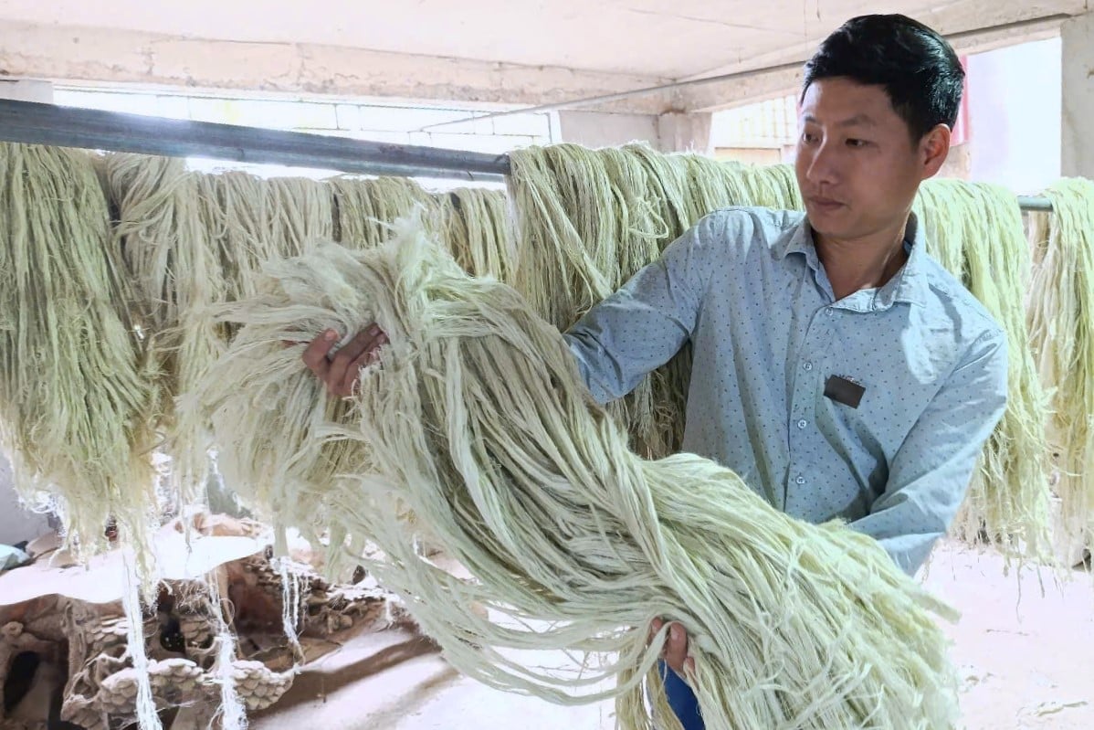 Theo anh Đỗ Đồng Tâm, biến lá dứa thành sợi tơ phục vụ ngành dệt may là hướng đi đầy triển vọng. Ảnh: Trung Quân.