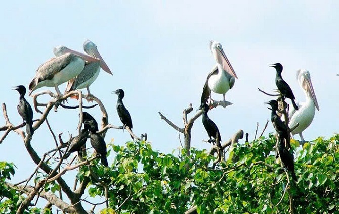 Vườn chim Bạc Liêu có 104 loài, trong số này có 10 loài nguy cấp quý hiếm như: Điên Điển, Giang Sen, Bồ Nông, Cò Nhạn. Vườn chim Bạc Liêu có 104 loài, trong số này có 10 loài nguy cấp quý hiếm như: Điên Điển, Giang Sen, Bồ Nông, Cò Nhạn.