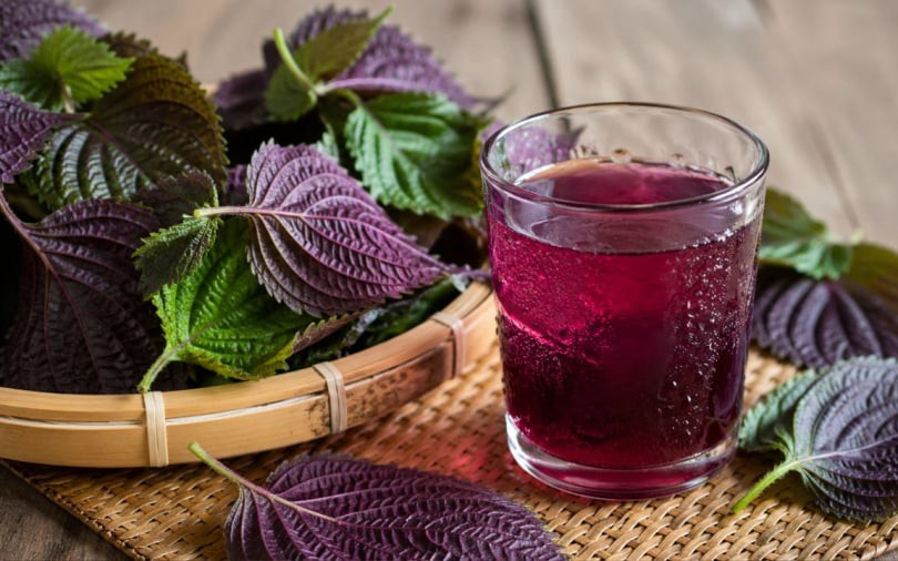 5 lợi ích khi uống nước lá tía tô mỗi sáng trong 30 ngày