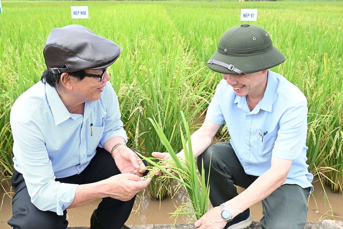 Prof. Dr. Le Vinh Thao (à esquerda) e Prof. Dr. Pham Van Dan - Diretor do Centro de Transferência de Tecnologia e Extensão Agrícola. Foto: Bao Thang. PGS.TS Lê Vĩnh Thảo (trái) và PGS.TS Phạm Văn Dân - Giám đốc Trung tâm Chuyển giao Công nghệ và Khuyến nông. Ảnh: Bảo Thắng.