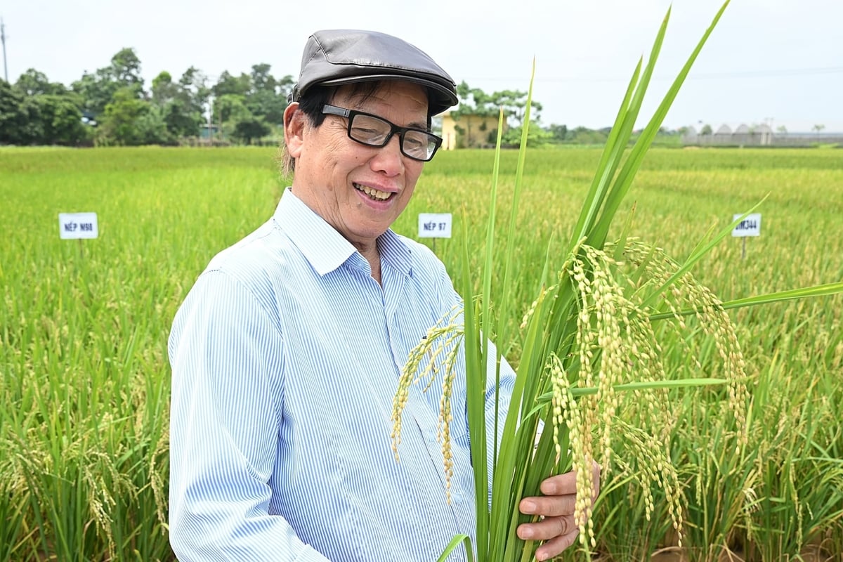 O Professor Associado Dr. Le Vinh Thao é o autor das variedades de arroz glutinoso N97 e N98, além de mais de 20 outras variedades de arroz. Foto: Bao Thang. PGS.TS Lê Vĩnh Thảo - tác giả của hai giống nếp N97 và N98 cùng hơn 20 giống lúa khác. Ảnh: Bảo Thắng.