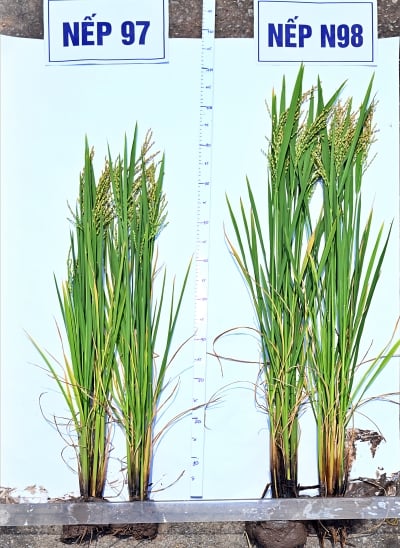 A planta de arroz glutinoso N98 é cerca de 15 cm mais alta que a planta N97. Cây lúa nếp N98 cao hơn N97 khoảng 15cm.