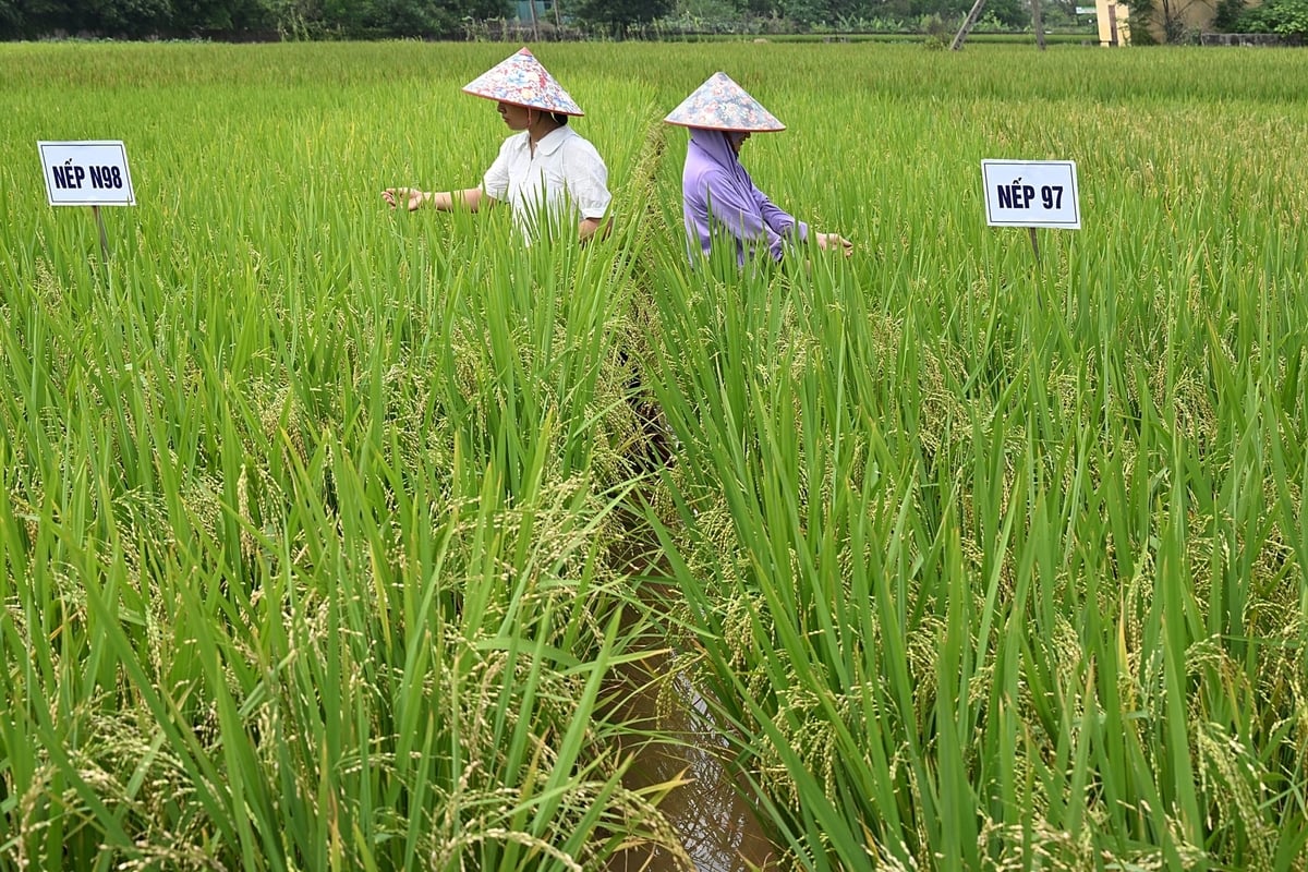 Dois arrozais, N97 e N98, estão localizados lado a lado no CETDAE. Foto: Bao Thang. Hai ruộng trồng lúa N97 và N98 đặt cạnh nhau tại CETDAE. Ảnh: Bảo Thắng.