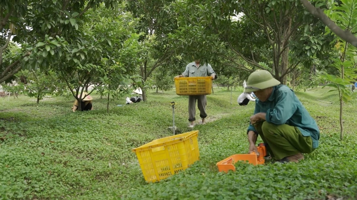 Lao động làm việc tại trang trại của ông Ngọc. Ảnh: Thọ Long.