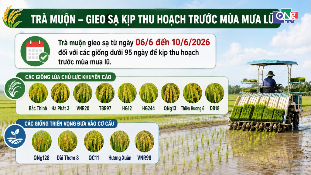 Lịch thời vụ, cơ cấu giống vụ Hè Thu 2026