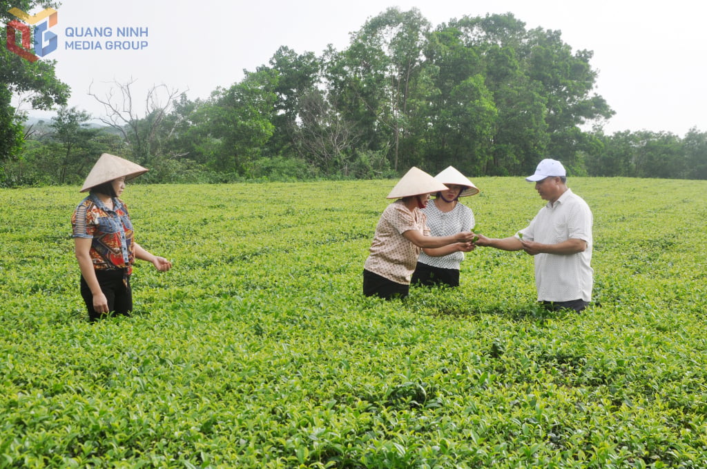 Người dân xã Đường Hoa phát triển vùng trồng chè.