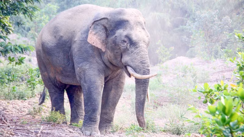 Im Waldgebiet des Natur- und Kulturreservats Dong Nai lebt ein einzelner Elefant.