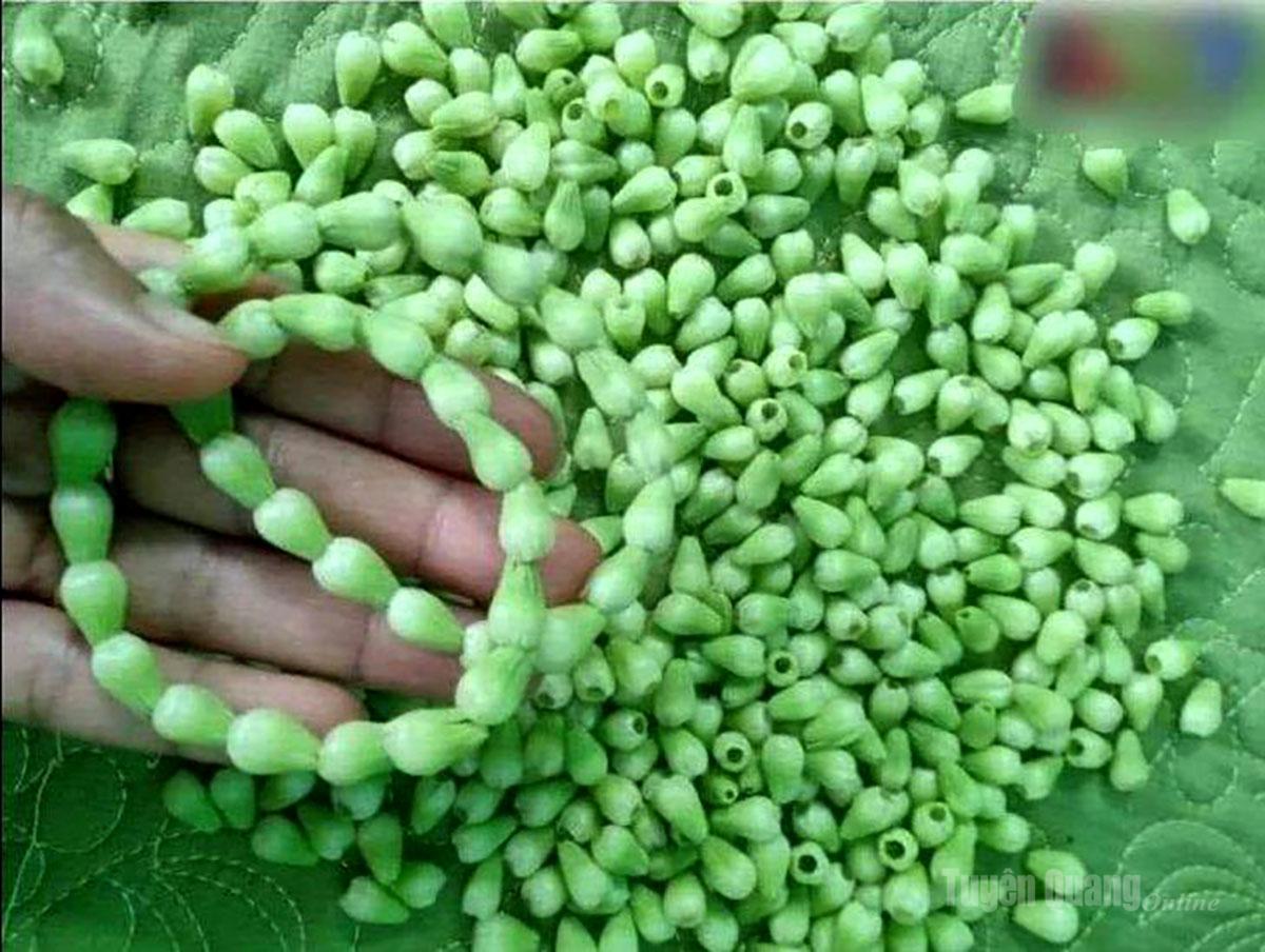حوالي غصن من زهر الكمثرى Hoa lê-ki-ma nhỏ xíu được bao thế hệ tuổi thơ kết thành vòng đeo tay