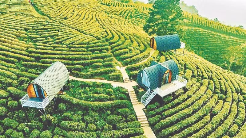 काओ बैंग प्रांत के थान्ह कोंग कम्यून में स्थित कोलिया पर्यावरण पर्यटन क्षेत्र में चाय के बागान।
