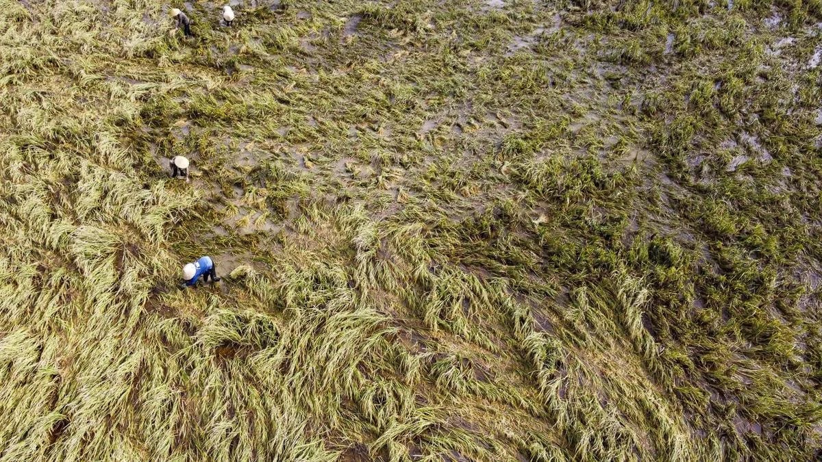 Klimatická změna a přírodní katastrofy mají stále větší dopad na zemědělskou produkci, zejména v severo-centrálním regionu. Foto: Thanh Tam. Biến đổi khí hậu, thiên tai ngày càng tác động nặng nề tới sản xuất nông nghiệp, nhất là vùng Bắc Trung Bộ. Ảnh: Thanh Tâm.