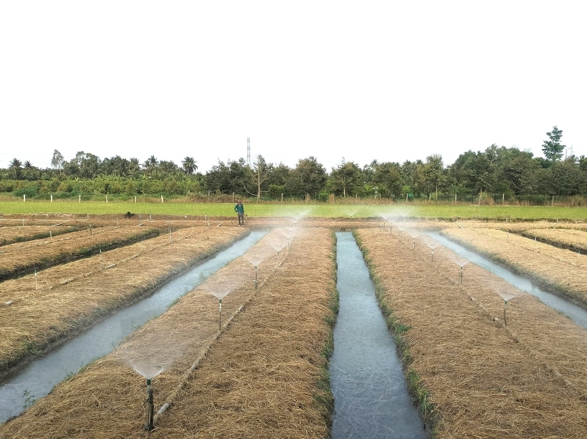 Việc siết chặt quản lý lúc này nhằm nâng cao hiệu lực thực thi pháp luật, bảo đảm chất lượng nguồn nước phục vụ sản xuất nông nghiệp và an toàn hệ thống thủy lợi trong mùa mưa lũ sắp tới. Ảnh: Minh Đảm.