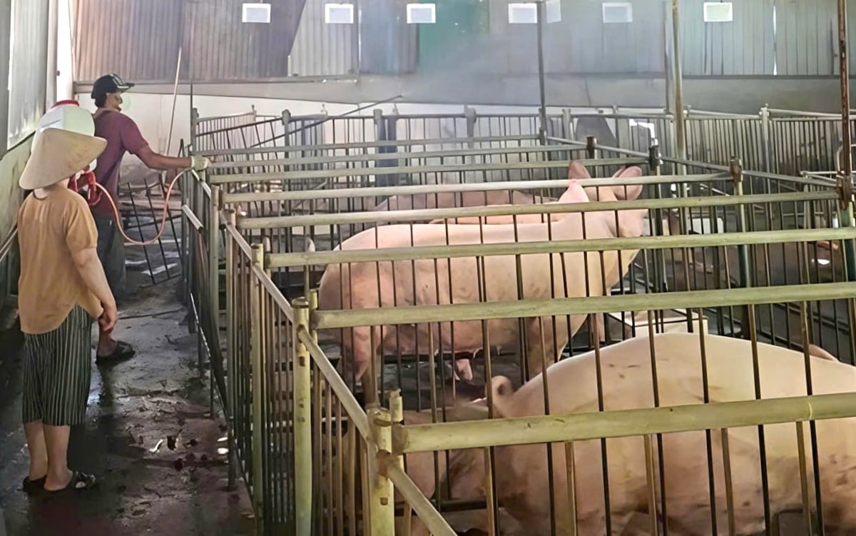 Chăn nuôi lợn trên địa bàn tỉnh Khánh Hòa. Ảnh: KS.