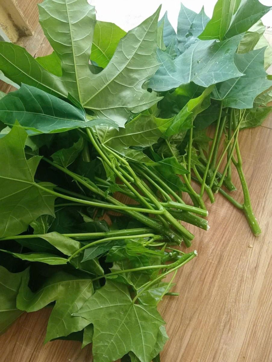 گیاه MSG چگونه خورده میشود؟ - عکس ۱. Cây rau mì chính ăn như thế nào?- Ảnh 1.