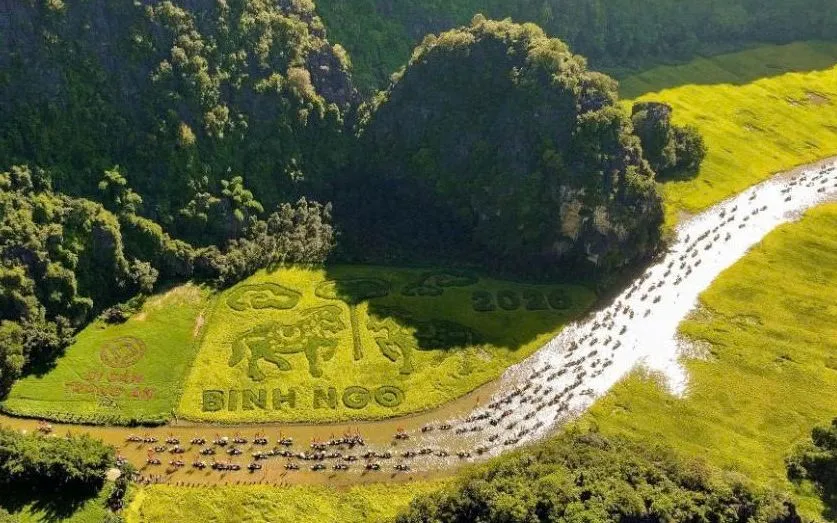 Lễ hội sắc vàng Tam Cốc - Tràng An 2026 là một trong những hoạt động đặc sắc thuộc Tuần du lịch Ninh Bình 2026.