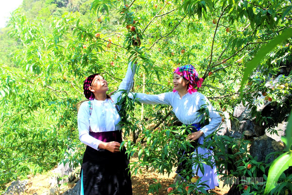 Mùa đào Cán Tỷ