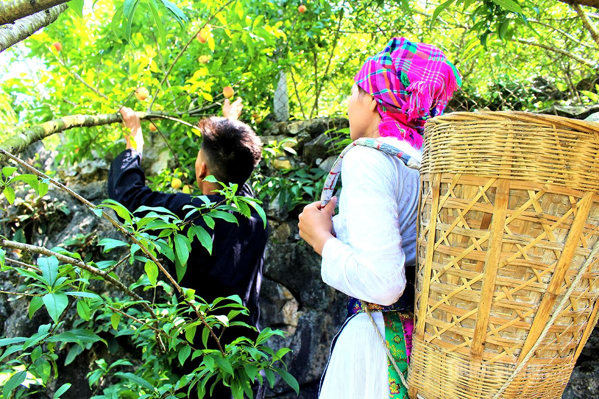 Mùa đào Cán Tỷ