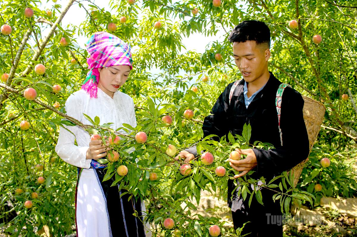 Mùa đào Cán Tỷ