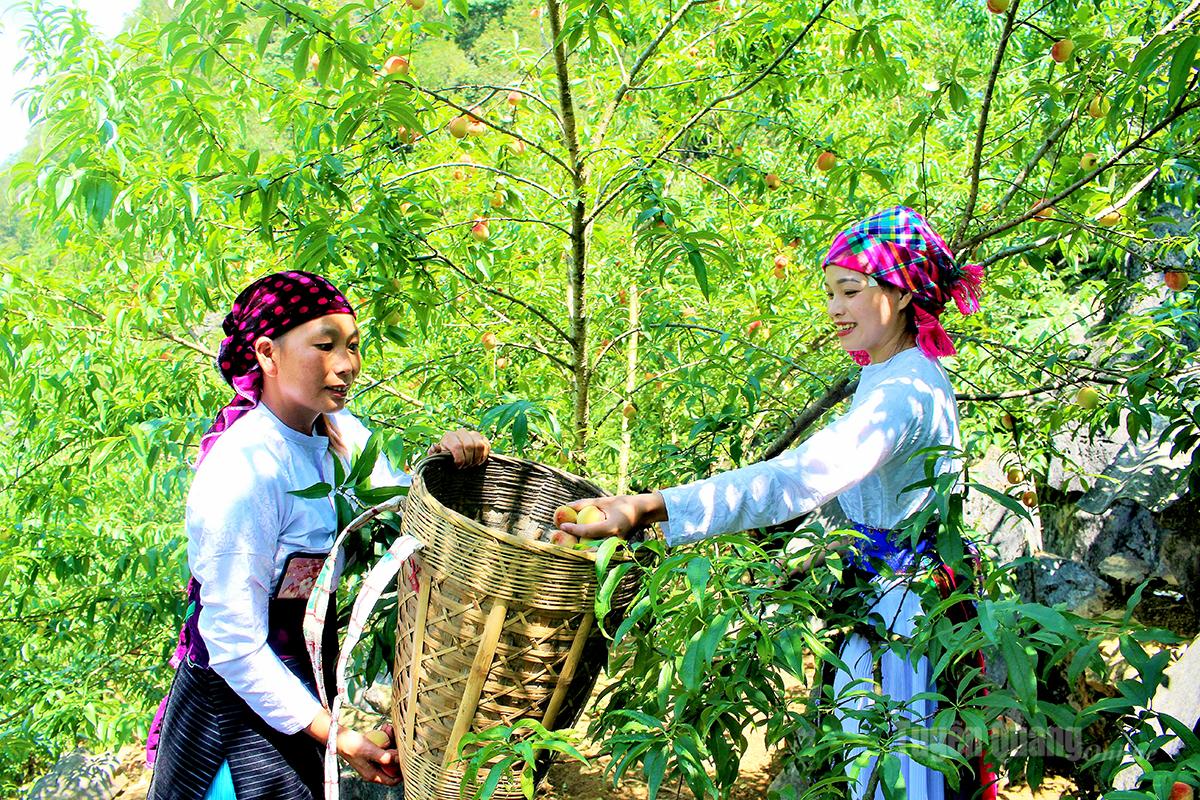 Mùa đào Cán Tỷ
